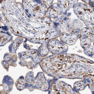 Anti-MS4A4A antibody produced in rabbit 