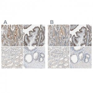 Anti-MS4A8 antibody produced in rabbit 