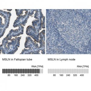 Anti-MSLN antibody produced in rabbit 
