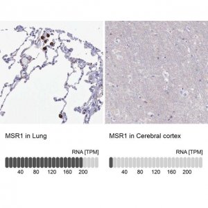 Anti-MSR1 antibody produced in rabbit 