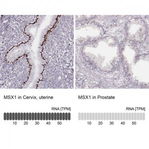 Anti-MSX1 antibody produced in rabbit 