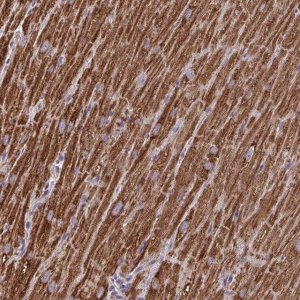 Anti-MT-ND3 antibody produced in rabbit 