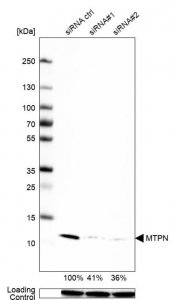 Anti-MTPN antibody produced in rabbit HPA019735-100UL