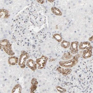 Anti-MUC1 antibody produced in rabbit 