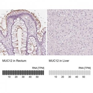 Anti-MUC12 antibody produced in rabbit 