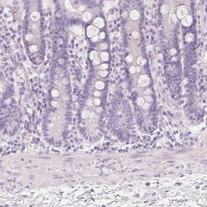 Anti-MUC5AC antibody produced in rabbit 