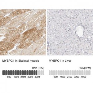 Anti-MYBPC1 antibody produced in rabbit 