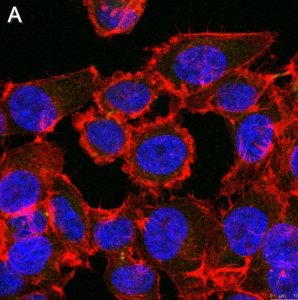 Anti-Myc tag Antibody, clone 4A6 ZooMAb� Mouse Monoclonal 