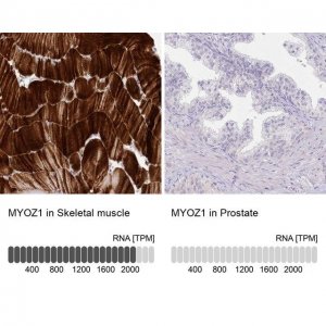 Anti-MYOZ1 antibody produced in rabbit 