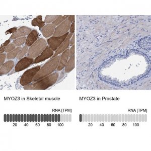 Anti-MYOZ3 antibody produced in rabbit 