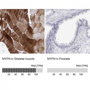 Anti-MYPN antibody produced in rabbit 