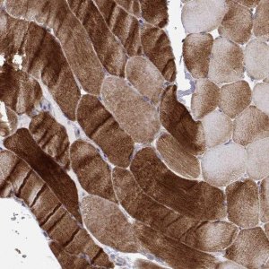 Anti-MYPN antibody produced in rabbit 