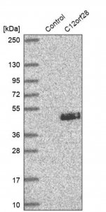 Anti-MYRFL antibody produced in rabbit 