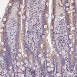 Anti-MYRFL antibody produced in rabbit 