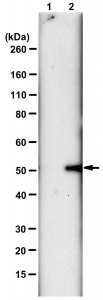Anti-N3-Phosphohistidine (3-pHis) Antibody, clone SC56-2, ZooMAb� Rabbit Monoclonal 