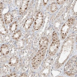 Anti-N4BP3 antibody produced in rabbit 