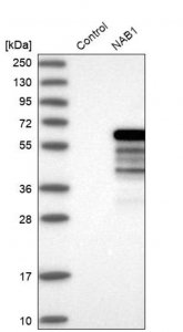 Anti-NAB1 antibody produced in rabbit 