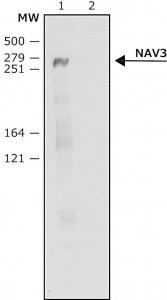 Anti-NAV3 (C-terminal) antibody produced in rabbit 