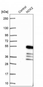 Anti-NCK2 antibody produced in rabbit HPA031004-100UL