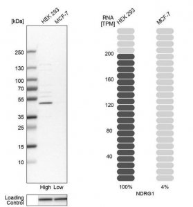 Anti-NDRG1 antibody produced in rabbit 
