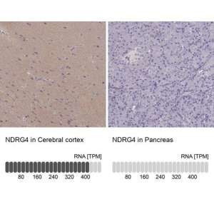 Anti-NDRG4 antibody produced in rabbit 