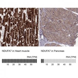 Anti-NDUFA7 antibody produced in rabbit 