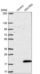 Anti-NDUFB3 antibody produced in rabbit 