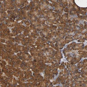 Anti-NDUFS3 antibody produced in rabbit 