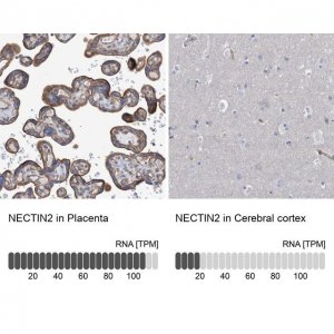 Anti-NECTIN2 antibody produced in rabbit 