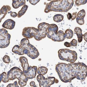 Anti-NECTIN2 antibody produced in rabbit 
