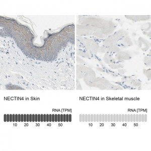 Anti-NECTIN4 antibody produced in rabbit 