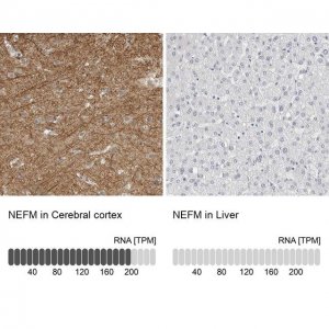 Anti-NEFM antibody produced in rabbit 