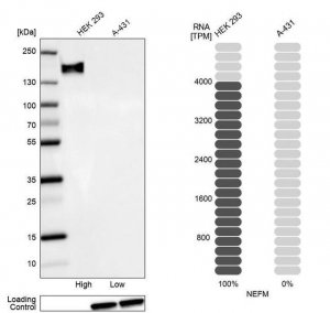Anti-NEFM antibody produced in rabbit 