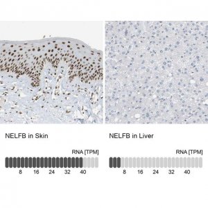 Anti-NELFB antibody produced in rabbit HPA020259-100UL