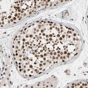 Anti-NELFB antibody produced in rabbit HPA020259-100UL