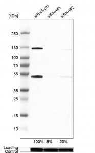 Anti-NFKB1 antibody produced in rabbit 