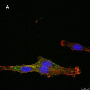 Anti-NG2 Antibody, clone 1L2, ZooMAb� Rabbit Monoclonal 