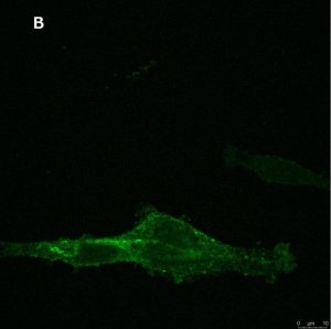 Anti-NG2 Antibody, clone 1L2, ZooMAb� Rabbit Monoclonal 