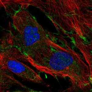 Anti-NID2 antibody produced in rabbit 