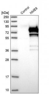 Anti-NME8 antibody produced in rabbit 