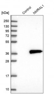 Anti-NMRAL1 antibody produced in rabbit HPA041353-100UL