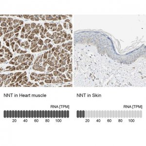 Anti-NNT antibody produced in rabbit 