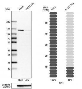 Anti-NNT antibody produced in rabbit 