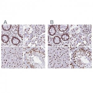Anti-NONO antibody produced in rabbit 