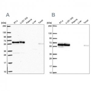 Anti-NONO antibody produced in rabbit 