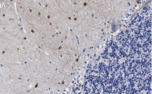 Anti-NOS1 Antibody, clone 1F14 ZooMAb� Rabbit Monoclonal 