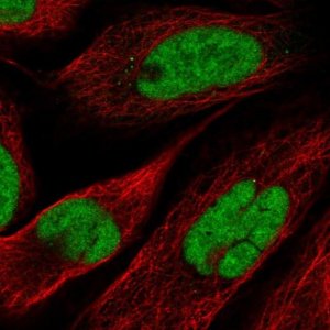 Anti-NOSIP antibody produced in rabbit 