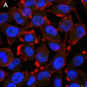 Anti-Notch1 Antibody, clone 1A32 ZooMAb� Rabbit Monoclonal 