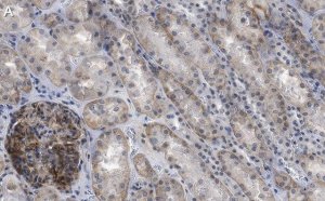 Anti-NOTCH2 Antibody, clone 1B14-5 ZooMAb� Rabbit Monoclonal 