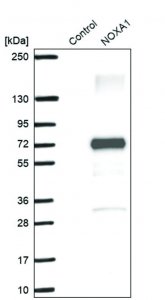 Anti-NOXA1 antibody produced in rabbit 